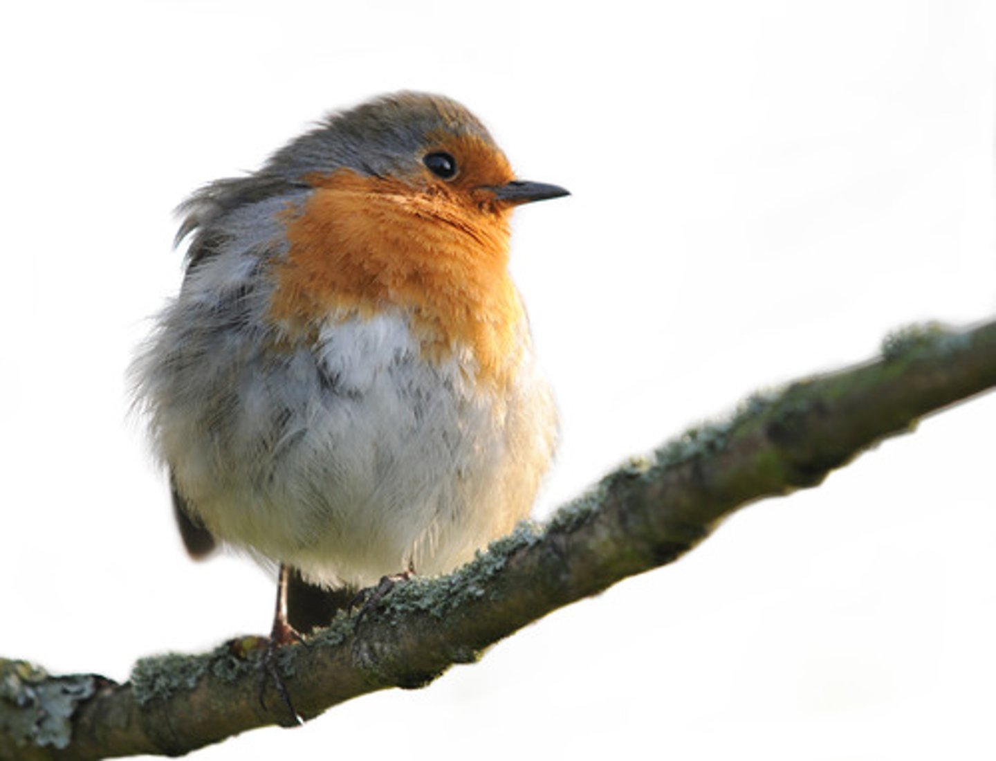 <p>resting in a high place</p>