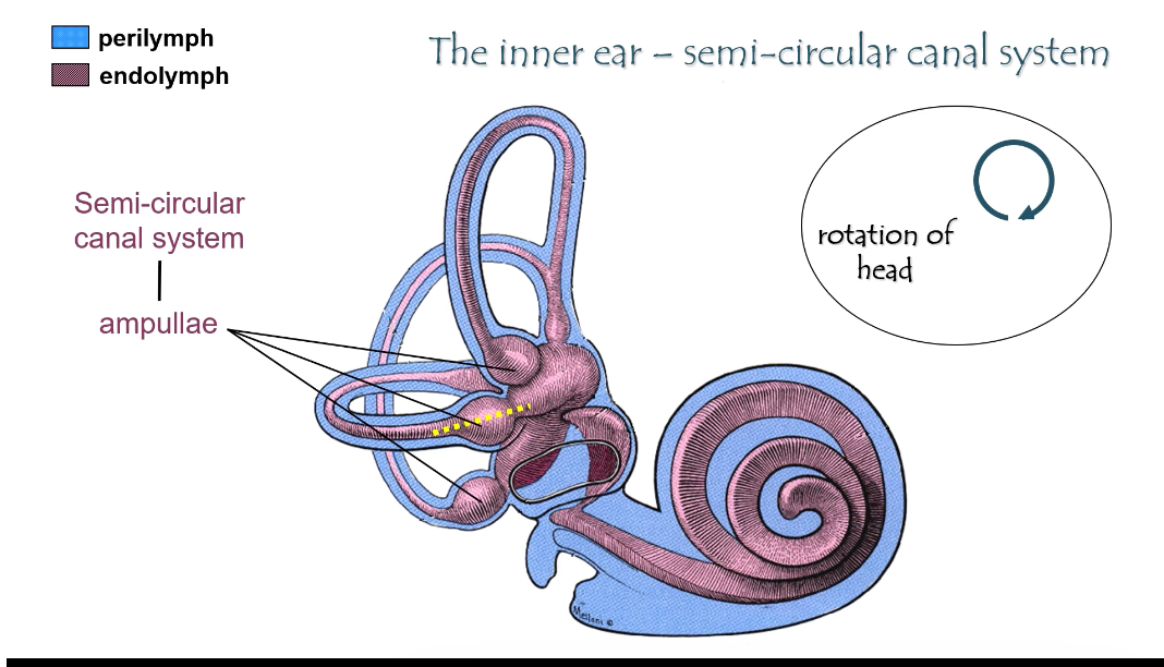 <p>Semi Circular Canal System: Structure</p>