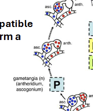 <p>Two parent (usually from the mycelia) cells fuse without fusion of the nuclei</p>