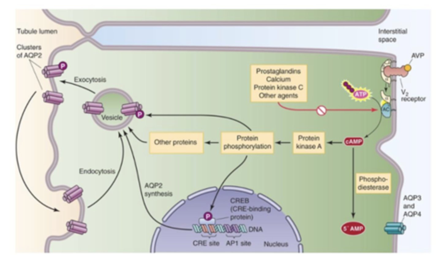 <p>peptide hormone released by pituitary gland in response to increased osmotic pressure of extracellular fluid (triggered by osmoreceptors in the hypothalamus) --&gt; inserts aquaporin channels to apical side of tubular cells of collecting duct--&gt; increases water absorption in collecting ducts to decrease blood osmolarity</p><p>*may decrease blood flow to the renal medulla to minimize the washout of the hypertonic medulla ==&gt; hypertonicity of renal medulla is essential for forming concentrated urine</p>