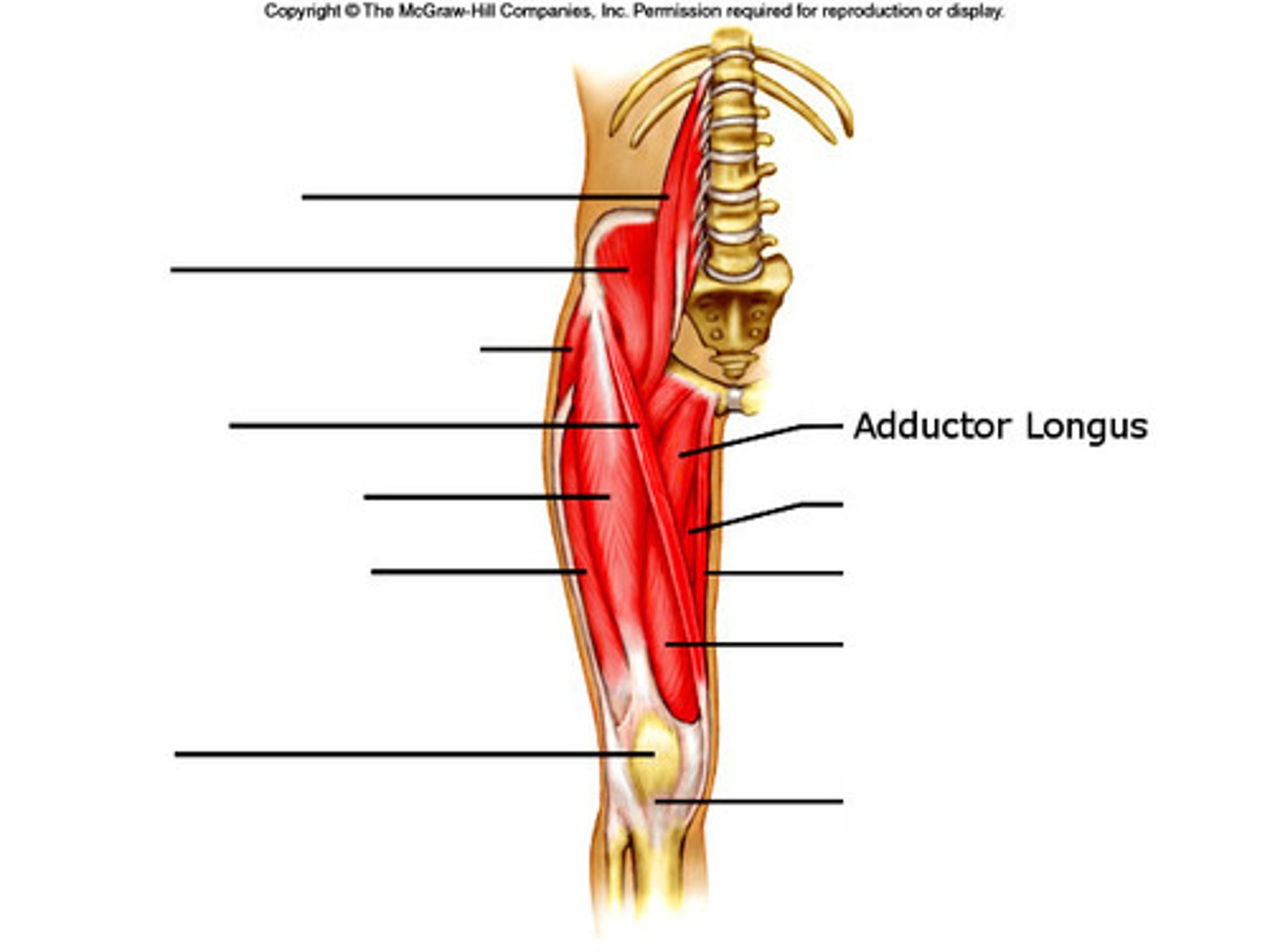 <p>Adducts the hip</p>
