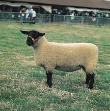 <p>-Most important with the Hampshire</p><p>were historically better but Hampshire has surpassed them in recent years</p><p>slick, black heads &amp; legs</p><p>biggest &amp; heaviest</p><p>Prone to Scrapie &amp; spire lamb </p><p>(scrapy: degenerative nerve diseases &amp; spider lamb: skeletal deformations)</p>