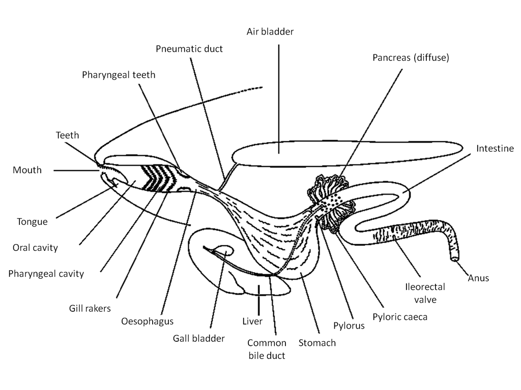 <p>digestive system of a fish; </p><p>includes mouth, buccal cavity, foregut, intenstive, rectum</p>