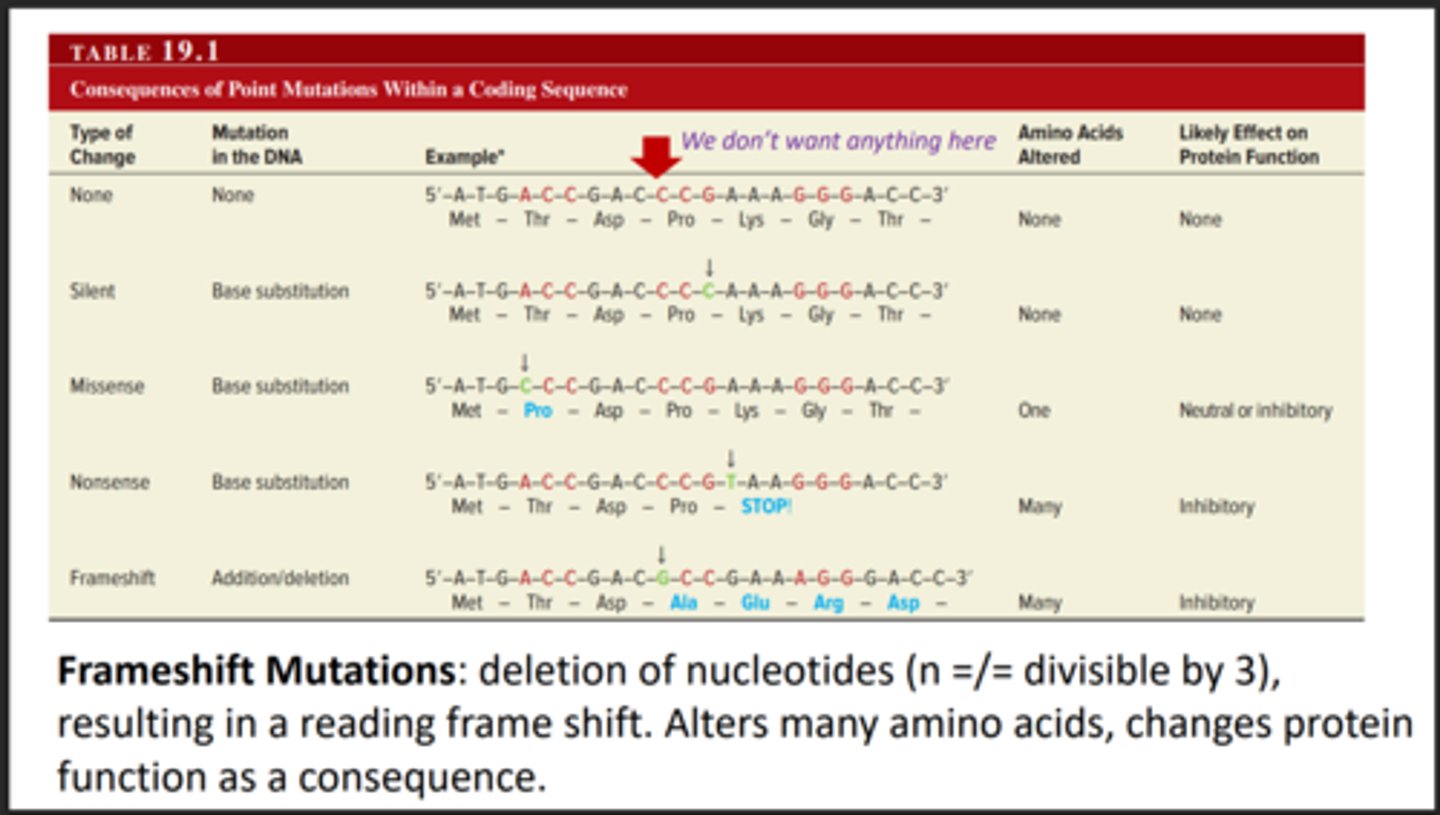 <p>Addition or removal of bases results in the shifting of the reading frame. Changes many AA</p>