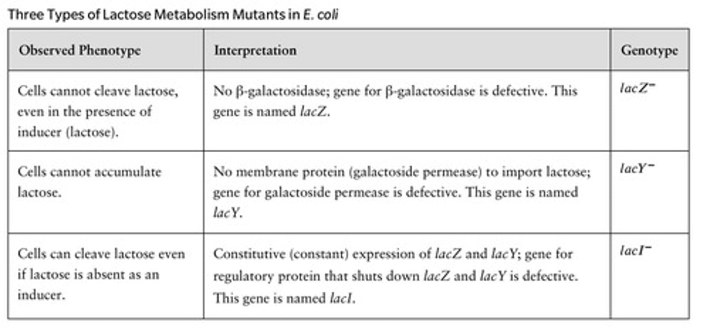<p>Mutants that affect lactose transport (galactoside permease), lactose breakdown (β-galactosidase), and regulatory functions (LacI).</p>