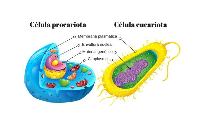 celulas eucariota  y celula procariota (estan al reves)