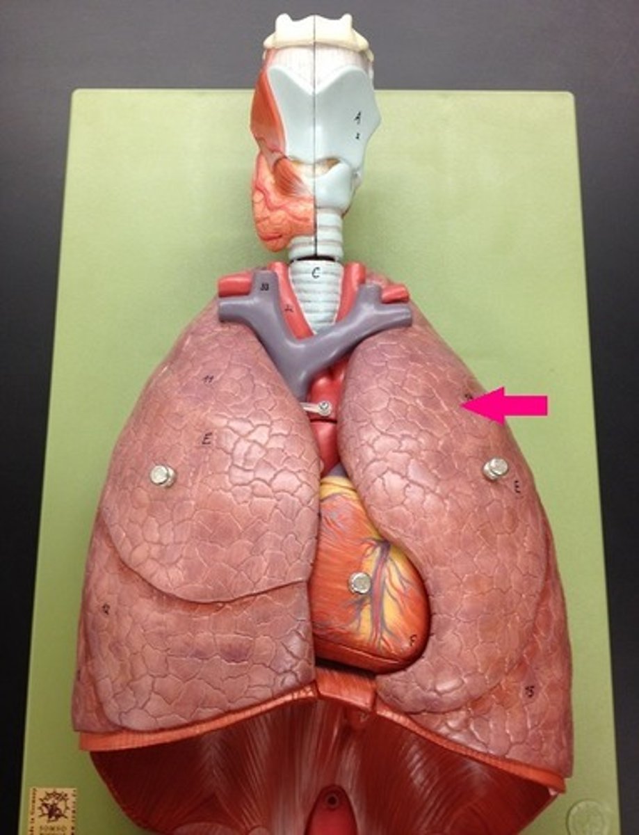 <p>Identify the lobe.</p>