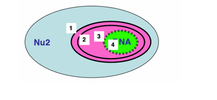 <ul><li><p>Membranes 3 and 4 are the easy ones, equivalent to the green chloroplast envelope, and a similar system is system used. </p></li><li><p>Likewise for entry into thylakoid lumen – equivalent to entry into the thylakoid lumen for green chloroplasts (and cyanobacteria). </p></li><li><p>In many algae with 4 membranes round the outside, Membrane 1 is continuous with ER. Getting across it into compartment between 1 and 2 is analogous to getting into ER lumen. So ER targeting takes care of that. </p></li><li><p>Getting across Membrane 2 is equivalent to getting something out of the ER. There is a pathway for that in other organisms – the ERAD system (ER-Associated Degradation).</p></li><li><p> An equivalent of that is used here - SELMA (Symbiont specific ER-Like Machinery).Where Membrane 1 doesn’t exist (eg dinoflagellates), proteins are probably delivered to Membrane 2 by vesicles. No need for SELMA.</p></li></ul><p></p>