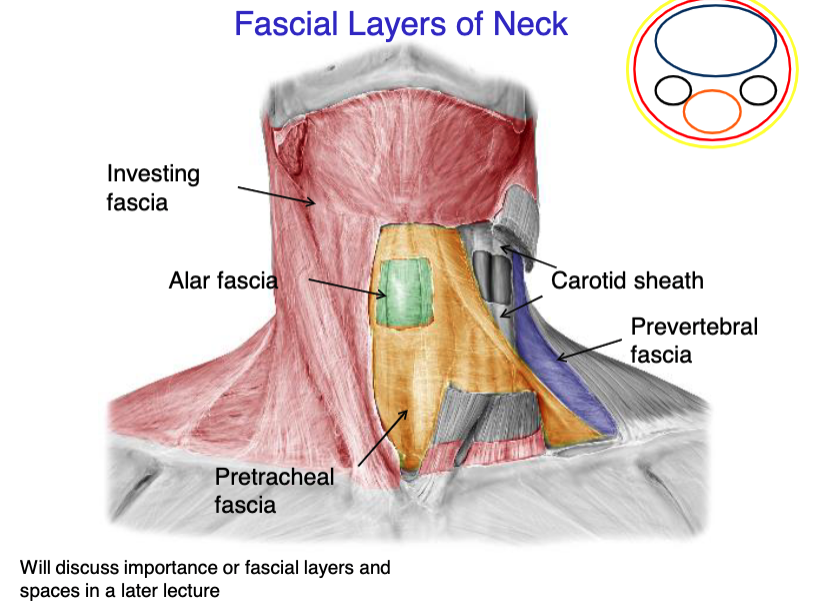 <p>vagus nerve<br>internal jugular vein<br>common carotid artery</p>