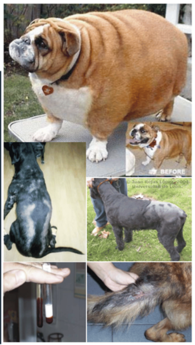 <p>what disease do these animals have?</p>