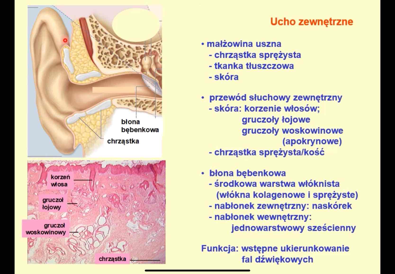 <ul><li><p>nabłonek zew.: naskórek</p></li><li><p>środkowa warstwa włóknista (włókna kolagenowe i sprężyste)</p></li><li><p>nabłonek wew: jednowarstwowy sześcienny</p></li></ul>