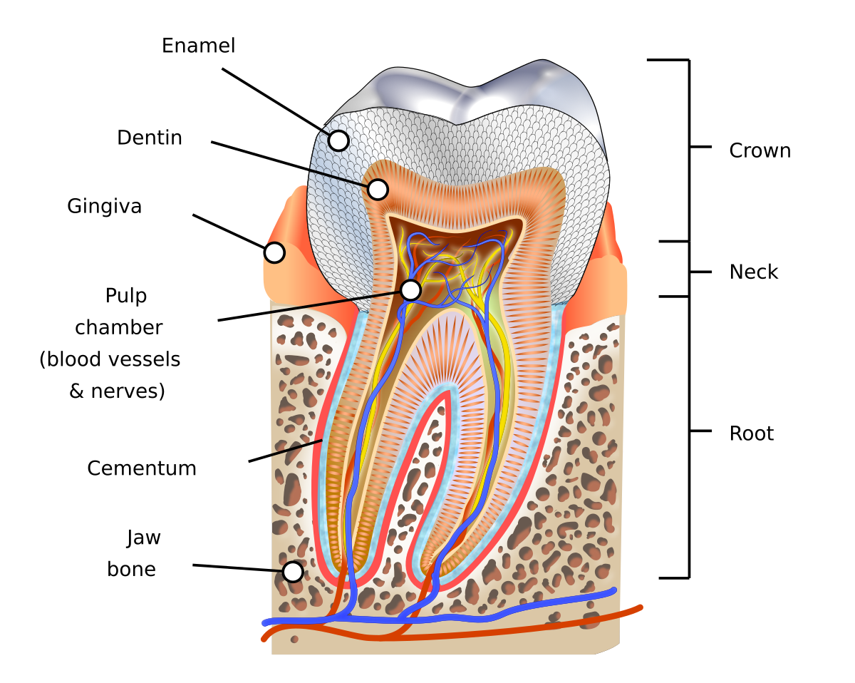 <p>Dentin covered by enamel   </p>