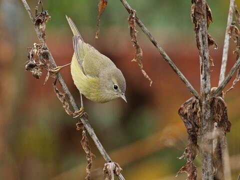 <p><span style="color: rgb(137, 136, 136);"><em>Orange-crowned </em></span>Warbler</p><p><span style="color: rgb(155, 153, 153);"> (female pictured here)</span></p>