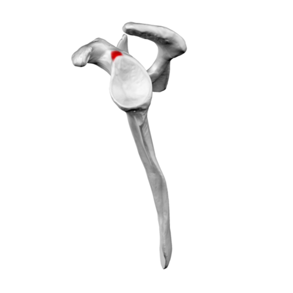 <p>sits adjacent to superior edge of GLENOID FOSSA, at base of CORACOID, anchors bicep muscle and flexor of arm/forearm</p>