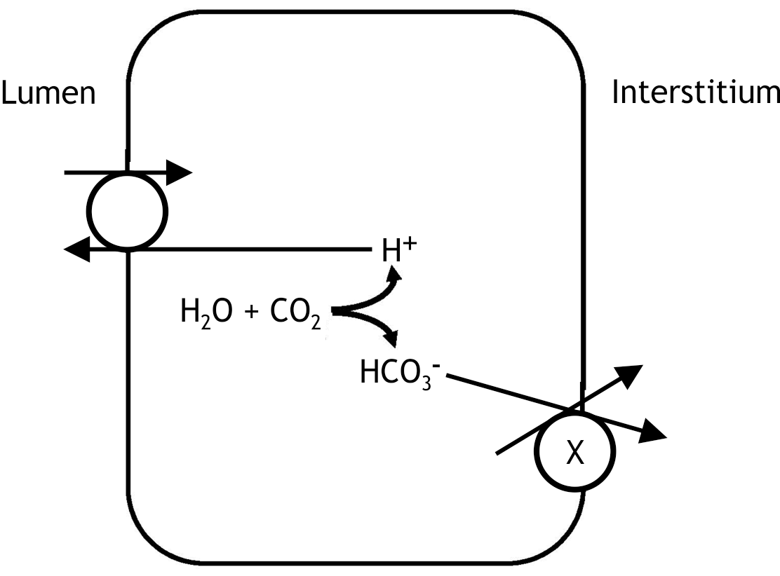 <p>53. In the proximal tubule of the kidney, large amounts of substances are reabsorbed. In the schematic diagram below, a symporter in the cell membrane of a proximal tubule cell is marked with X:</p><p>What is an essential property of the symporter marked with X?</p><p>A. It has a stoichiometry of HCO₃⁻ to the cotransported ion of 2:1.</p><p>B. It is electroneutral.</p><p>C. It is primary active.</p><p>D. It transports Cl⁻ in symport with HCO₃⁻.</p><p>E. It transports Na⁺ out of the cell.</p>