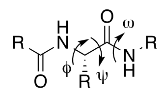 <p>specify protein secondary structures</p>