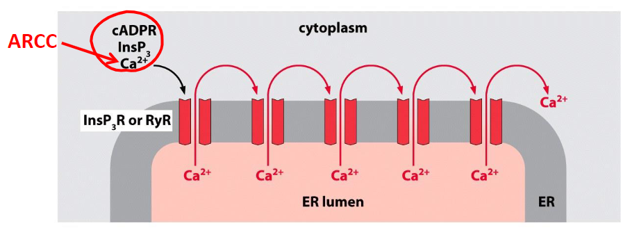 <p>Release: ER calcium channels (InsP3R and RYR) release calcium upon ligand binding, which gates other Ca2+ channels</p><p>Stop: these channels are regulated by Ca2+ in a biphasic mode—below 300nM causes positive feedback, above 300nM causes negative feedback.</p>