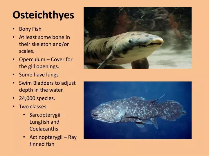 <p>Subphylum: Osteichthyes [Boney Fishes (its classes)] (Phylum Chordata)</p>