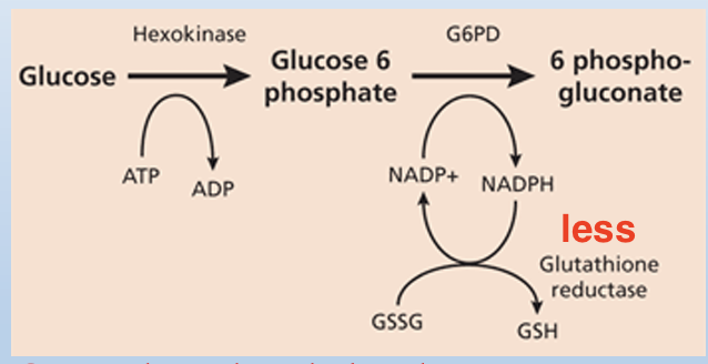 <p>RBCs do not have mitochondria: this is the only source for NADPH</p><p></p><p>NADPH is used in the RBC to make reduced glutathione </p><p></p><p>Reduction of NADPH  → Reduction of Reduced Glutathione → Increased Reactive Oxygen Species (ROS) oxidizes excess hemoglobin to make HEINZ bodies (aggregates of denatured, precipitated hemoglobin within erythrocytes) leading to premature destruction of RBCs</p>