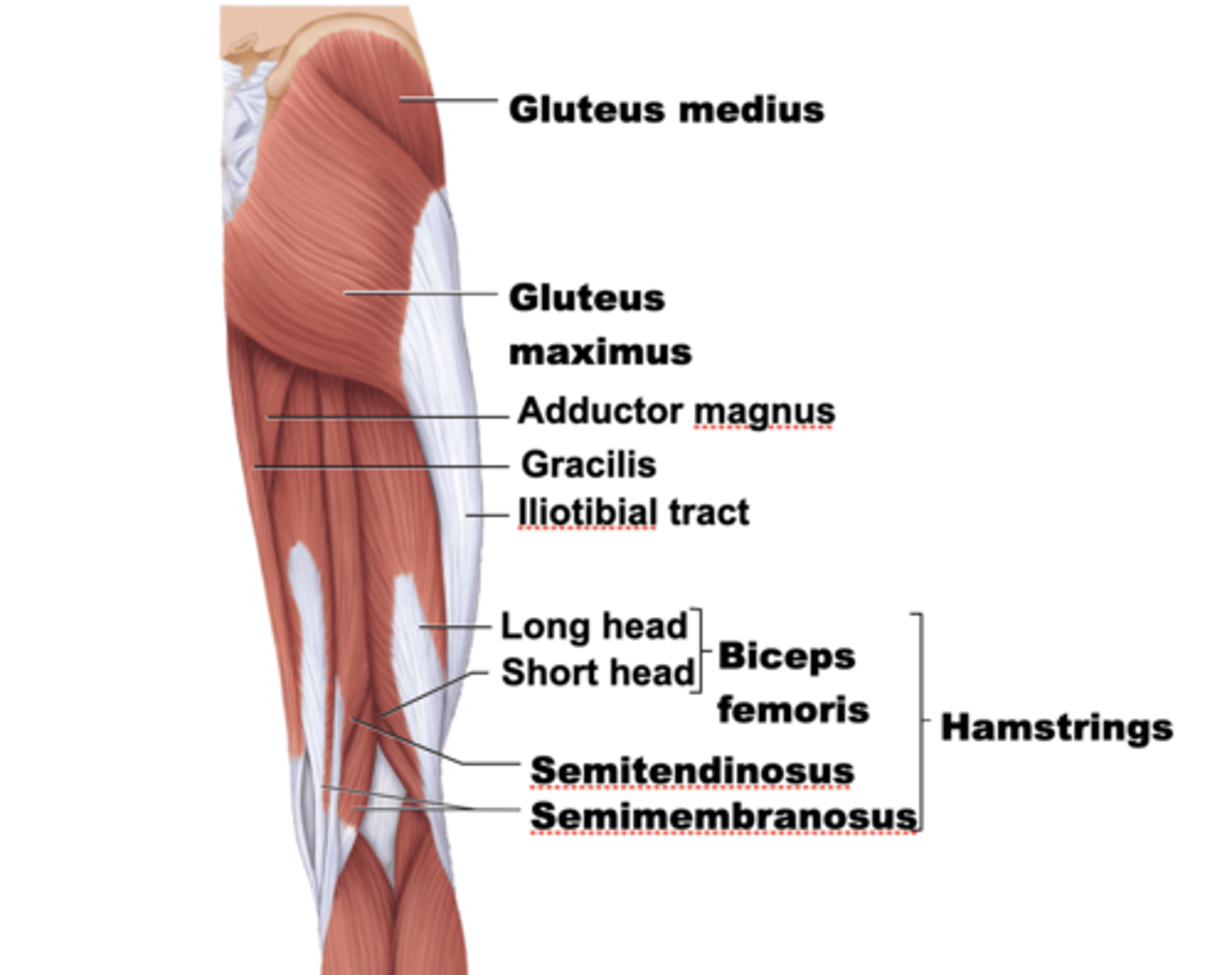 <p>tensor fascia latae, gluteus maximus, gluteus medius, gluteus minimus, piriformis, superior gemellus, obturator internus, inferior gemellus, quadratus femoris, obturator externus</p>