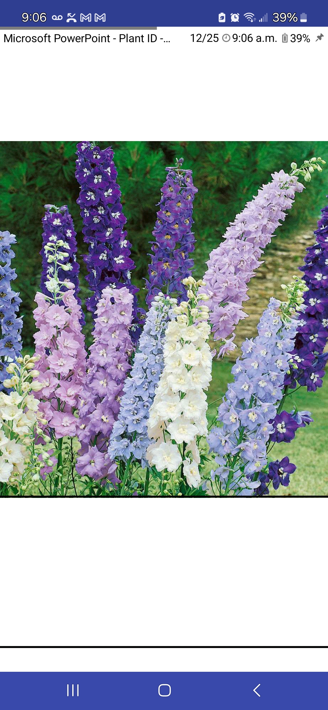 <p>Delphinium elatum, Ranunculaceae</p>