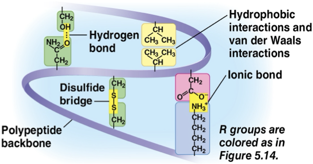 <p>primary structure- the unique sequence of inherited amino acids </p><p>secondary structure- coils and folds in the polypeptide chain from the hydrogen bonds of the polypeptide backbone </p><ul><li><p>coils- alpha helix </p></li><li><p>folds- beat pleated sheet </p></li></ul><p>tertiary structure- interactions of R groups- hydrophobic interactions, van der waals interactions, disulfide bridges- powerful covalent bonds that reinfroce a protein’s structure </p><p>Quaternary strucutre- multiple polypeptide chains </p>