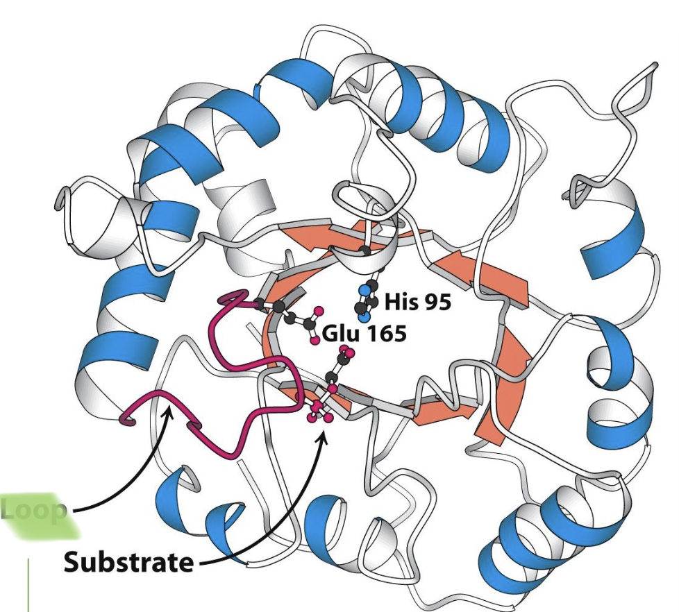 <p>→ 𝛼𝛽-barrel (or TIM barrel) that works near diffusion limit.</p><p>→ Accelerates rx 10¹⁰ fold compared to a simple base catalyst (acetate)</p><p>→ Upon substrate binding, <span style="color: rgb(62, 184, 74)"><strong>loop</strong> (prevents: damage, unwanted side chain rxs, enediol int. leaving)</span> closes off active site (Glu165, His95)</p>