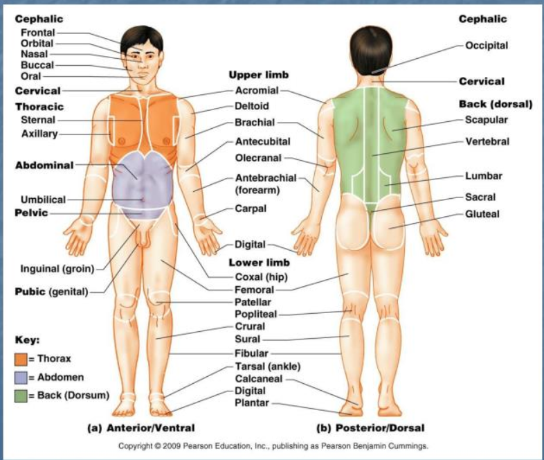 posterior body landmark