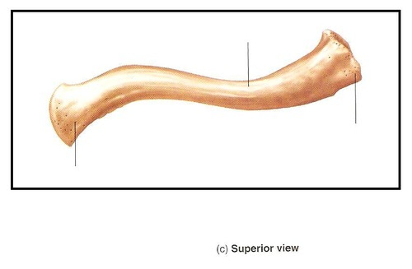 <p>s-shaped bone connecting the upper extremity appendicular skeleton to the axial skeleton at the SC joint</p>