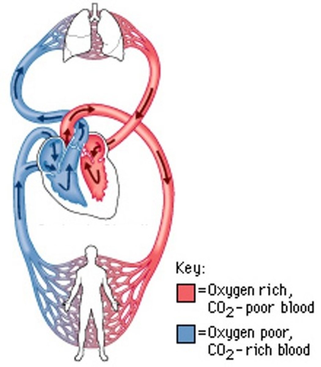 <p>Blood flow between the heart and BODY TISSUES</p>