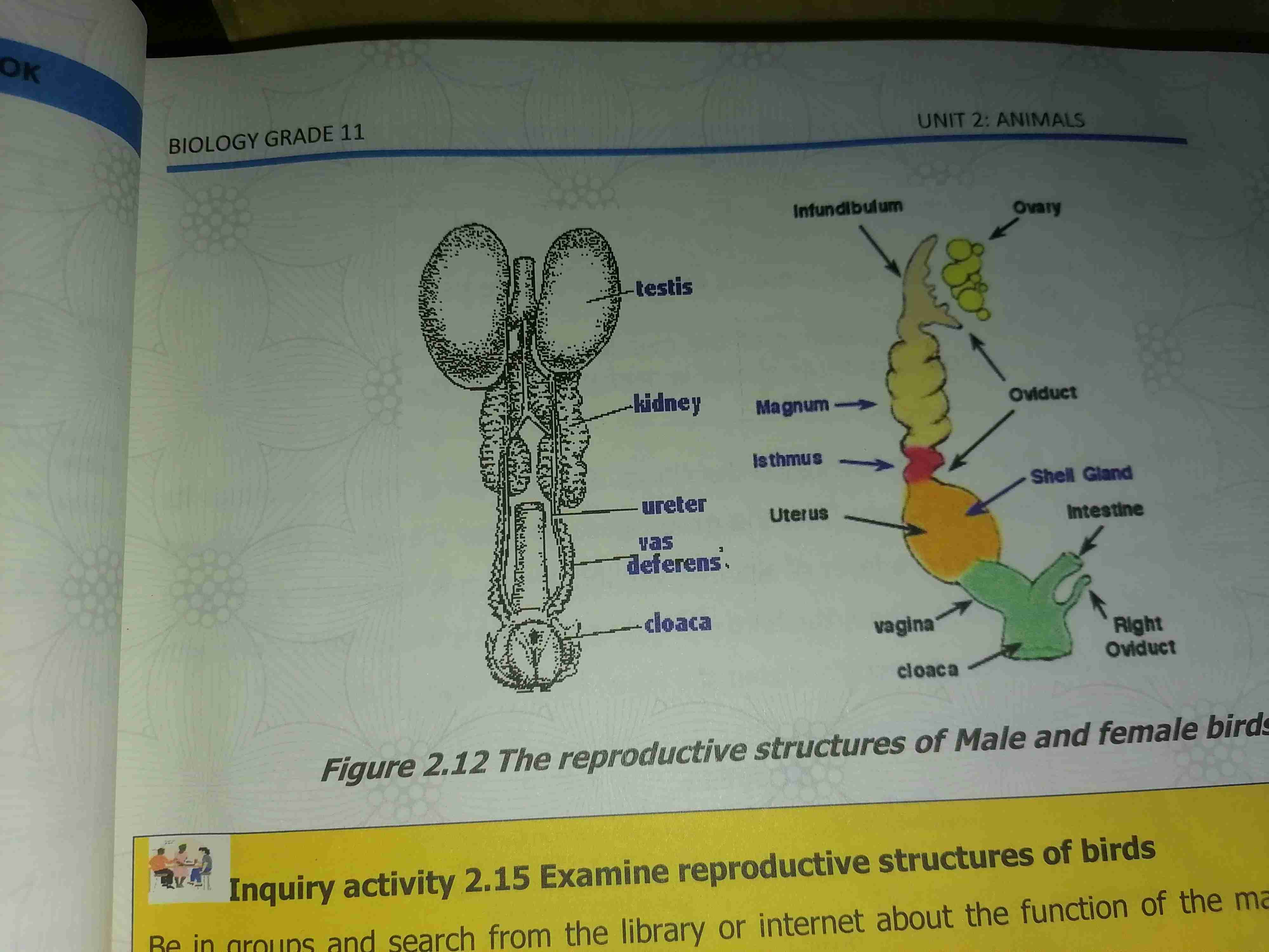 <p>1. Infundibulum- fertilization occurs or site of fertilization </p><p>A. Funnel shape</p><p>B. Found in upper portion of the oviduct</p><p>C. Purpose is to search out and engulf or opening the yolk egg(yellow(ovulate egg) causing it to enter the oviduct</p><p>2.magnum-</p><p>A.longest part</p><p>B. Secretion of albumen</p><p>Nearly all the egg white is deposited in the magnum</p><p>3.Isthmus-</p><p>A relatively short portion</p><p>B. Formation of inner shell and outer shell membranes</p><p>C. The gland of isthmus is produce sulfur containing amino acid that is important for shell membrane formation</p><p>4.uterus<span style="color: var(--color-neutral-black)">A developing egg takes longer period of time</span></p><p>B. Formation of egg shell-shell is formed over shell membrane</p><p>5.vagina-<span style="color: var(--color-neutral-black)">the final section Which is separated by a sphincter present between the uterus and vaginas during oviposition relax of muscle allow egg to leave the uterus immediately laid through the cloaca</span></p>