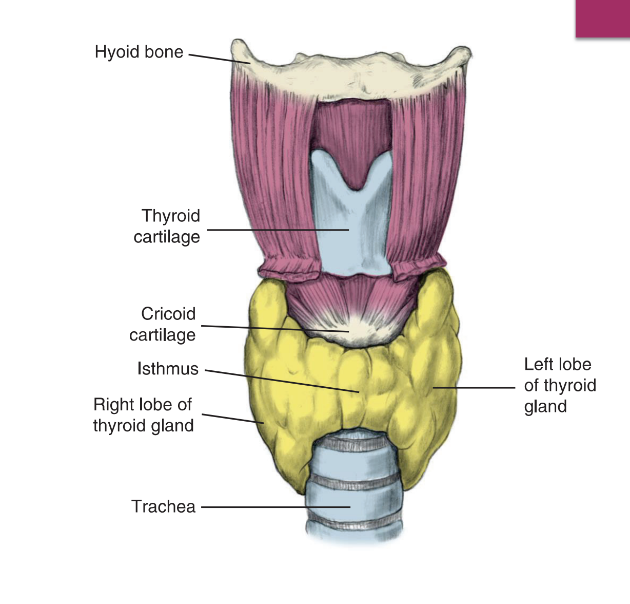 <p><strong>Thyroid</strong> <strong>Gland</strong> <strong><u>Properties</u></strong></p>