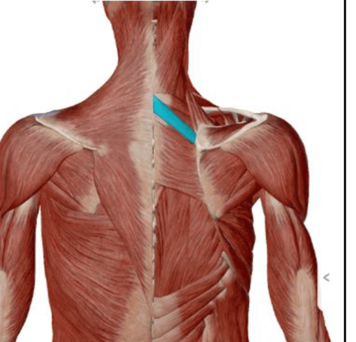 <p>elevation, retraction and downward rotation of the scapula</p>