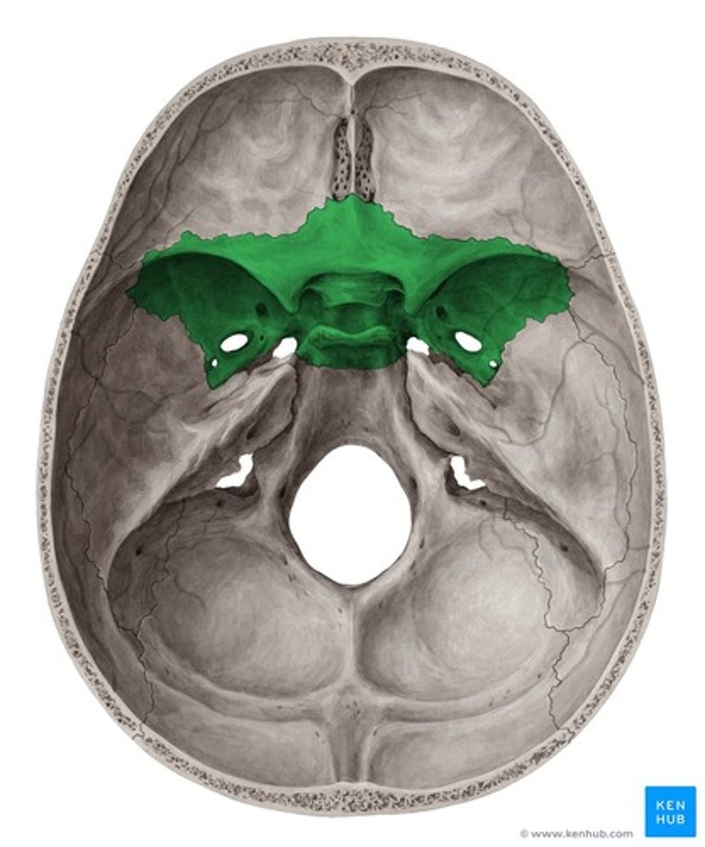 <p>a butterfly-shaped bone located at the base of the skull, in front of the temporal bones</p>
