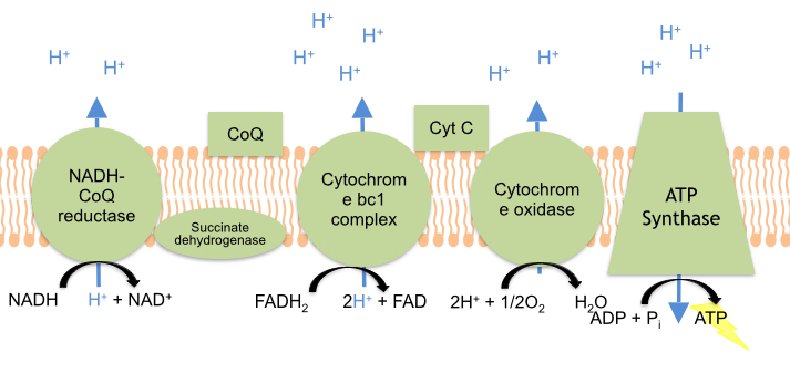 <p>A small heme protein found in the mitochondria, crucial in cellular respiration.</p>