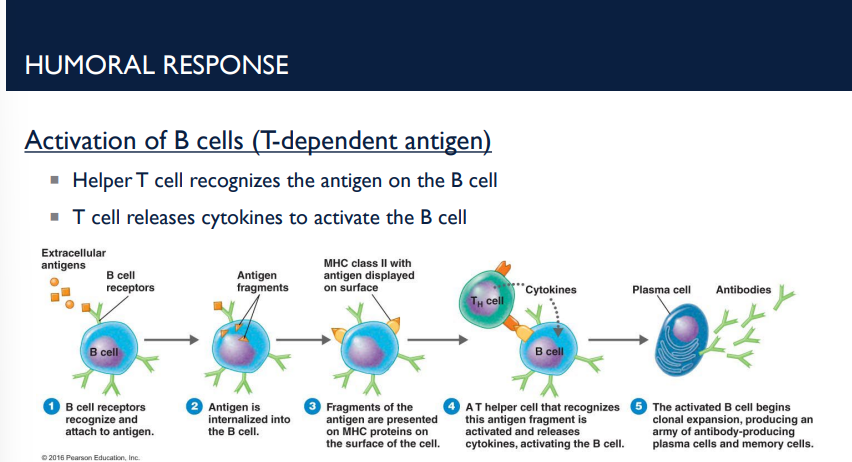 <p>After these steps of the humoral response, what happens?</p><ul><li><p>B cells carry IgM and IgD on their surface to recognize a single epitope.</p></li><li><p>When antigens are present, they bind to these receptors.</p></li><li><p>Antigen is internalized</p></li><li><p>Antigen is presented on the major histocompatibility complex (MHCII) </p></li></ul><p></p>