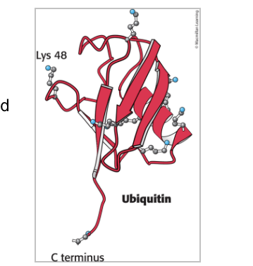 <p>is a small, compact protein with <strong>7 lysine residues</strong></p><ul><li><p>has an <strong>extended carboxyl terminus</strong> which is <strong>activated</strong> and <strong>linked</strong> to proteins targeted for destruction</p></li></ul><p></p>