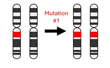<p>• Born with one mutated copy of Retinoblastoma gene </p><p>• Only one additional mutation is required to develop the disease </p><p>• Odds of developing mutation twice in <u>two different cells</u> is much higher</p><p>• Familial retinoblastoma is generally bilateral (both eyes)</p><p>• Familial ~40% of cases</p>