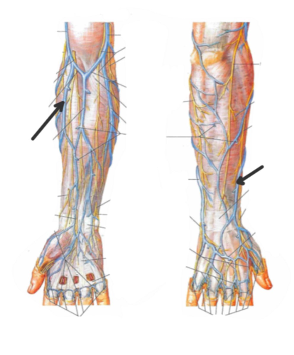 <p>identify the structure(s) indicated by the arrow</p>
