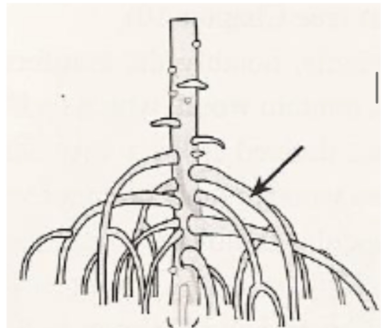 <p>Root type and modification </p>