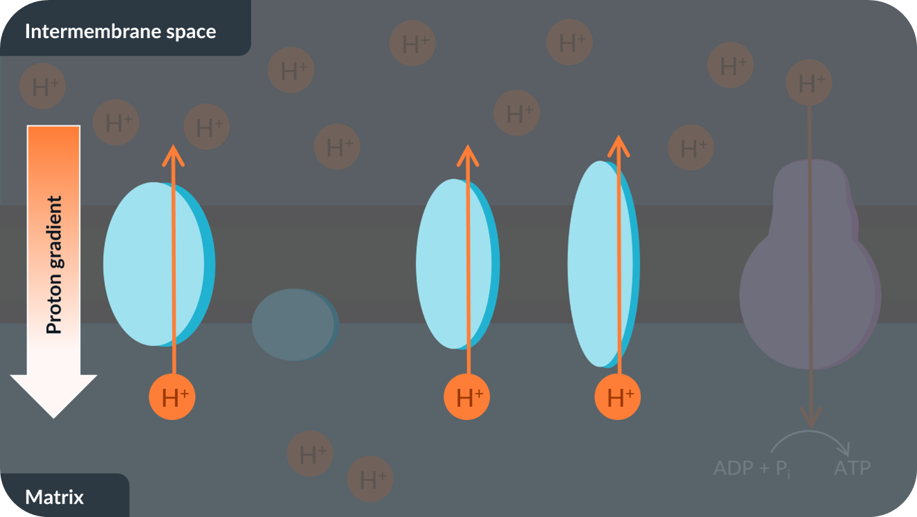 <p>We’ve seen that the energy ATP synthase needed to catalyse the production of ATP is provided by <strong>chemiosmosis</strong>: the diffusion of protons down the proton gradient through ATP synthase.</p><p></p><p>In order to make sure that ATP synthase has enough energy to keep producing ATP, the proton gradient needs to be maintained.</p><p>To maintain the proton gradient, protons are <strong>actively transported </strong>from the matrix to the intermembrane space. This ensures that there’s always a higher concentration of protons in the intermembrane space compared to the matrix.</p><p><br></p>