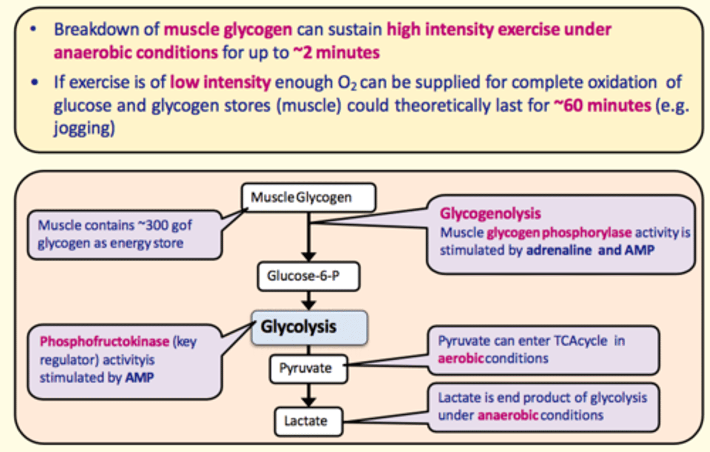 <p>Breakdown of muscle glycogen (glycogenolysis) can sustain high intensity exercise under anaerobic conditions for up to ~2 minutes</p>