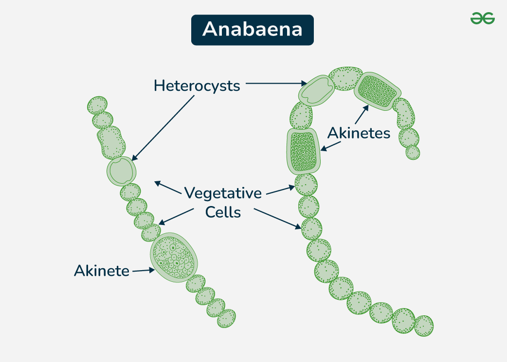 <p>Anabaena</p><p>cyanobacteria</p><p>blue-green</p><p>filamentous</p><p>cells in a single row resembling a string of beads</p><p>no flagella; gliding movement from slime secretion</p><p>presence of heterocysts for nitrogen fixation and akinetes</p>