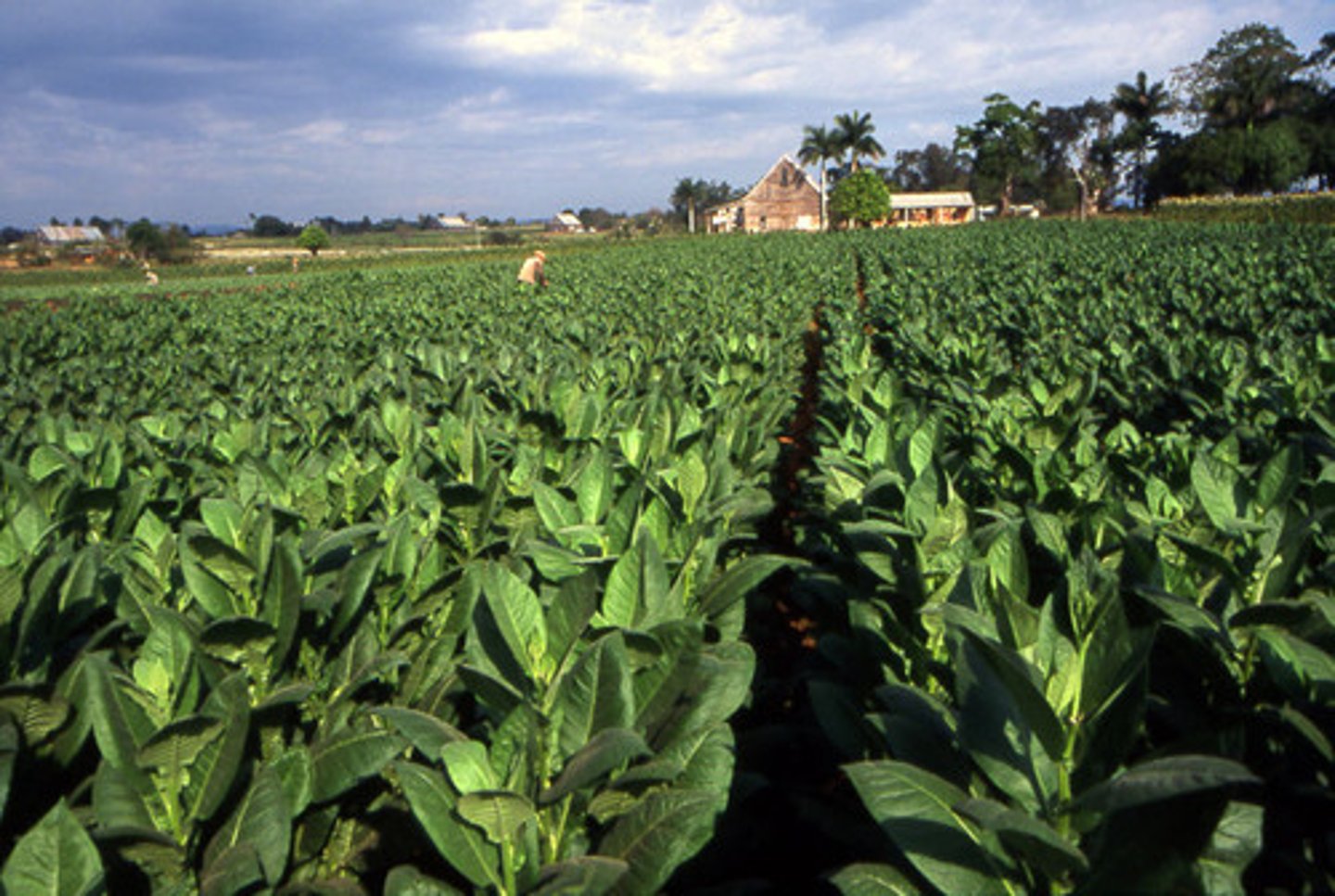 <p>an estate where cash crops are grown on a large scale (especially in tropical areas)</p>