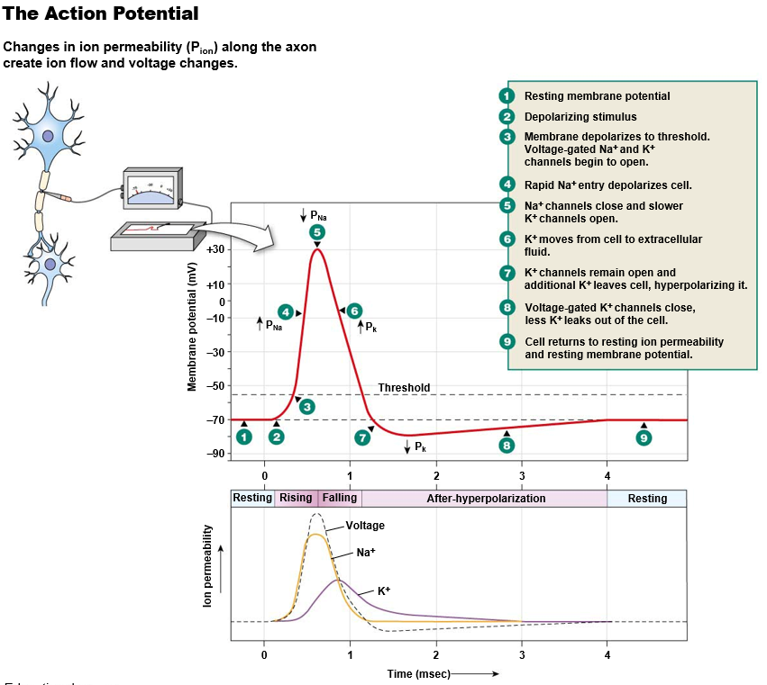 <p><u>Depolarization</u>:</p><ul><li><p>An Na+ gated channel is opened. <strong>Na+ enters</strong> the cell.</p></li><li><p><strong>Voltage-gated</strong> Na+ and K+ channels begin to open.</p></li><li><p>Even more Na+ enters the cell (<strong>positive feedback</strong> loop).</p></li></ul><p><u>Repolarization</u>:</p><ul><li><p>Delayed opening of K+ voltage-gated channels. <strong>K+ exits</strong> the cell.</p></li><li><p><strong>Inactivation gates close</strong> and stop Na+ from entering cell.</p></li></ul><p><u>Hyperpolarization</u>:</p><ul><li><p><strong>K+ leaving</strong> the cell. </p></li><li><p>Na+ channels <strong>reset </strong>(voltage gate closes, inactivation gate opens)</p></li></ul><p><u>Resting</u>:</p><ul><li><p>both K+ and Na+ <strong>channels closed</strong>. </p></li></ul>