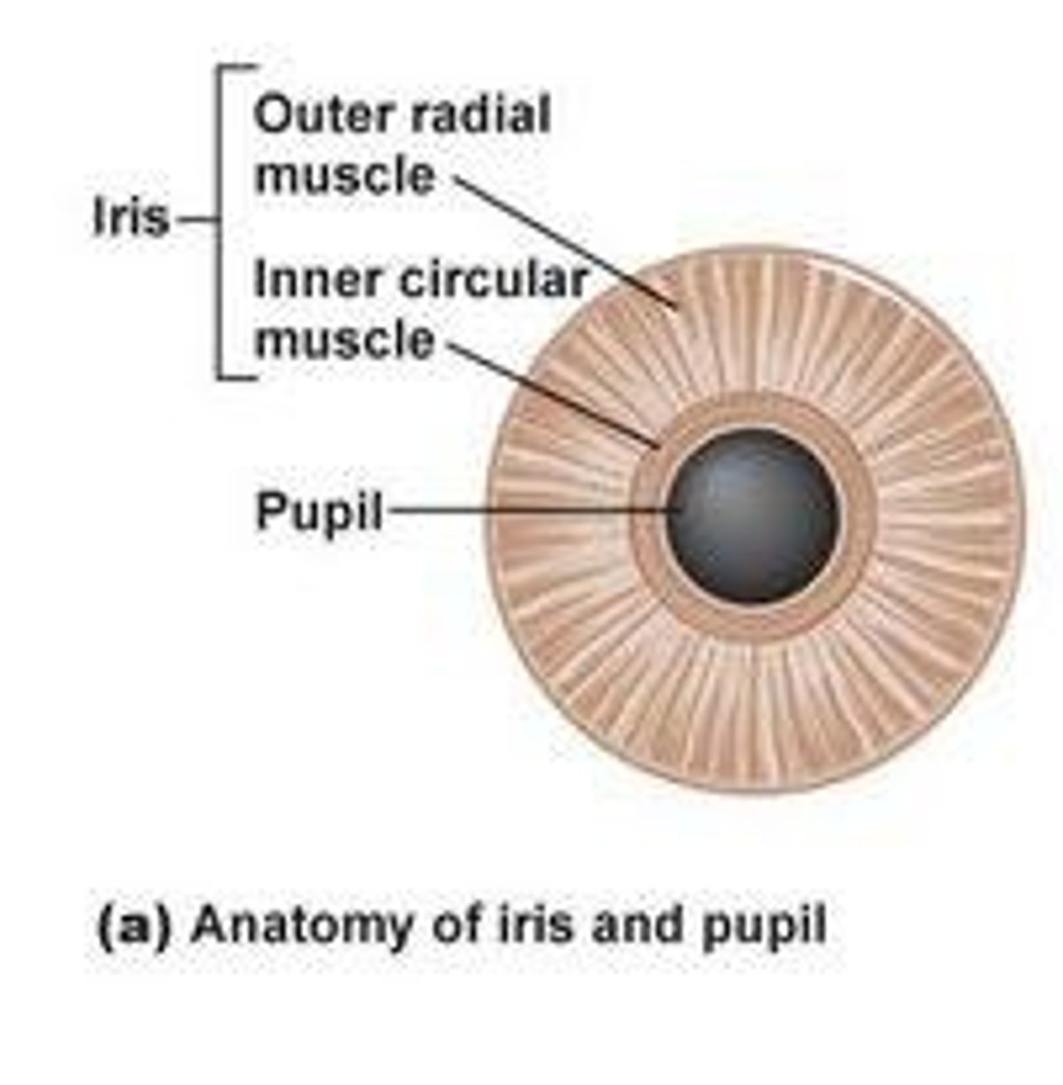 <p>Miosis refers to the constriction of the pupils.</p>