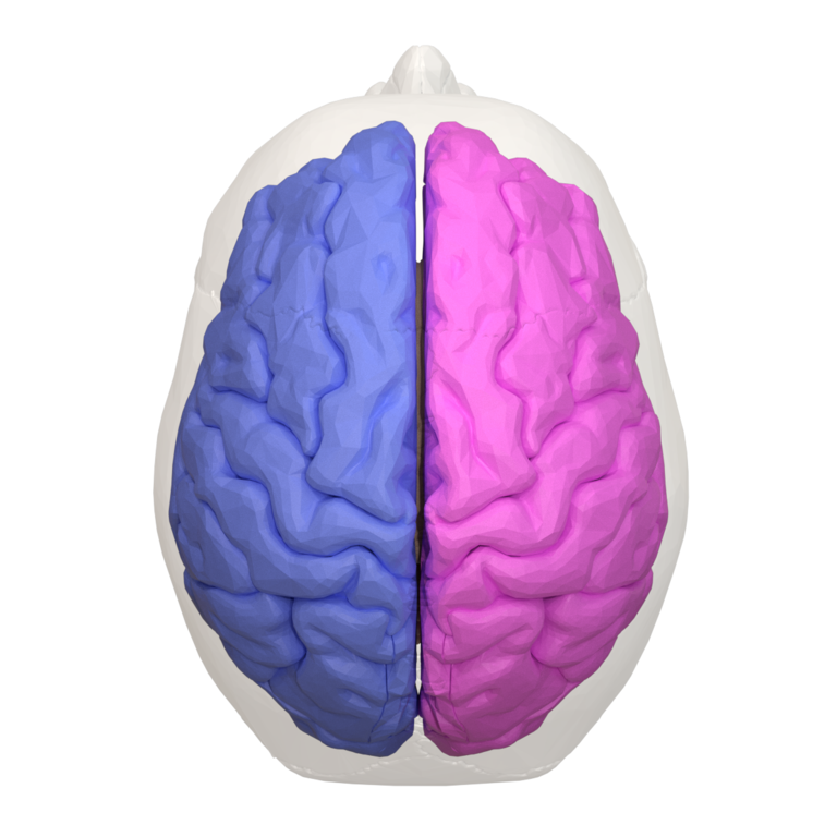 one half of the bilaterally symmetrical cerebrum