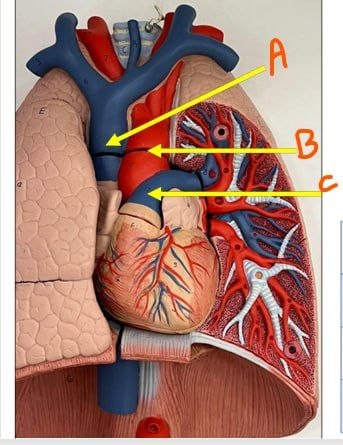 <p>Identify the following</p>