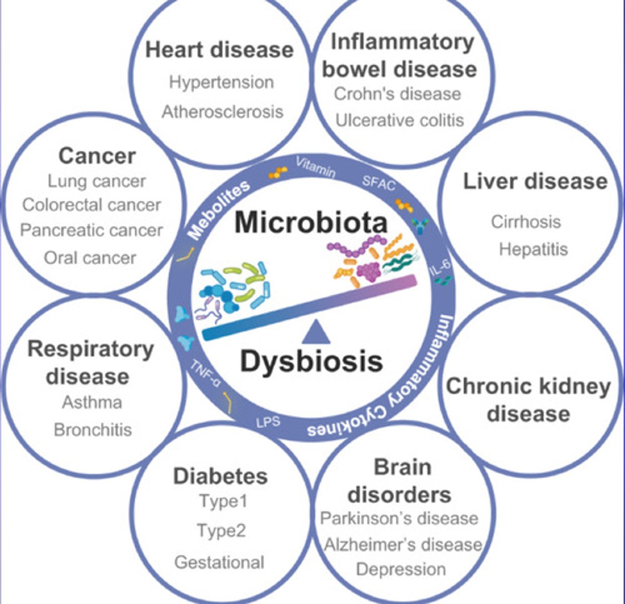 <p>an imbalance in the microorganisms that live in the gut. This imbalance can occur when there is a loss of beneficial bacteria, an overgrowth of harmful bacteria, or a loss of overall microbial diversity</p><p>associated with conditions named on the diagram</p>