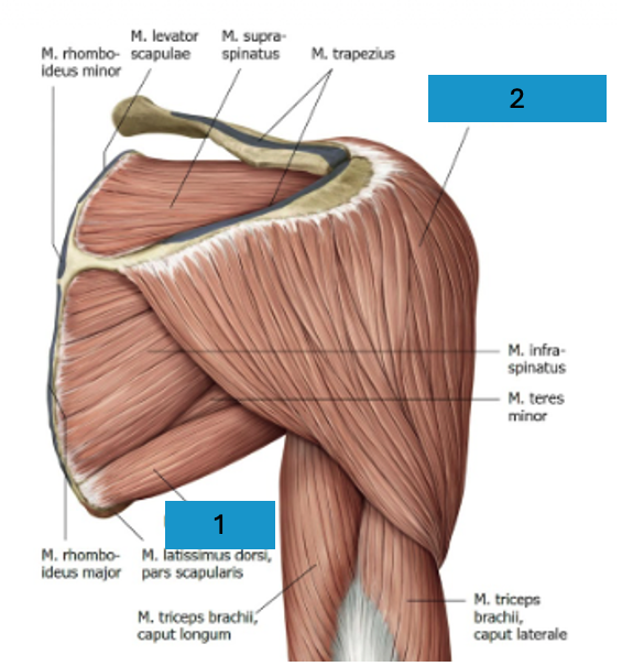 <p>Scapulohumerale spieren</p>